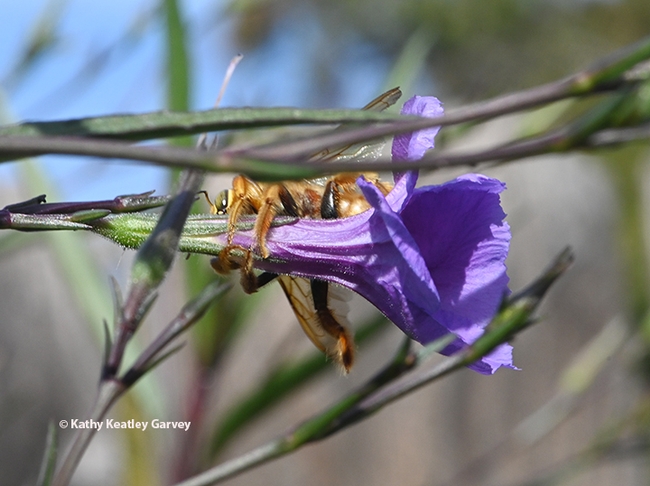 A male Valley carpenter bee, Xylocopa sonorina, engages in nectar robbing by drilling a hole in the corolla of the Mexican petunia to steal the nectar. (Photo by Kathy Keatley Garvey)