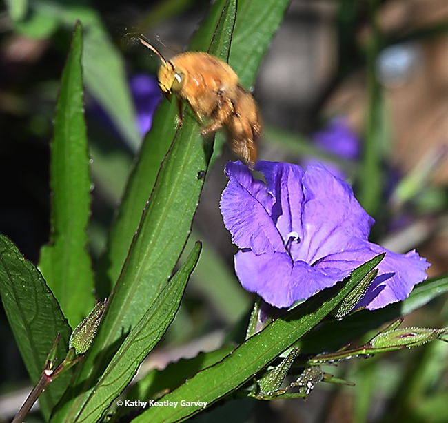 The male Valley carpenter bee, Xylocopa sonorina, leaves a Mexican petunia. (Photo by Kathy Keatley Garvey)