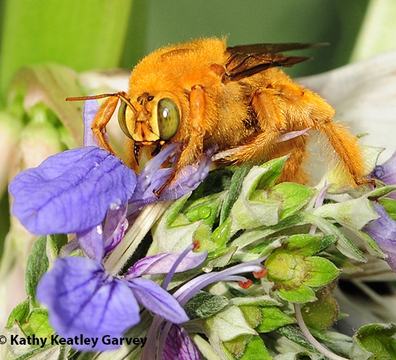 This image of a male Valley carpenter bee was taken in the spring (March of 2013). (Photo by Kathy Keatley Garvey)