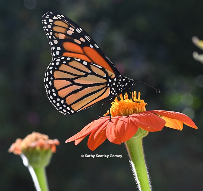A male monarch nectaring on a Mexican sunflower, Tithonia rotundifola, on Monday, Oct. 24 in a Vacaville garden. (Photo by Kathy Keatley Garvey)