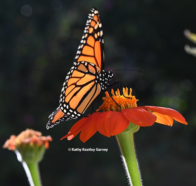 Time to go when a honey bee tries to horn in on your nectar! The monarch is prepared for take-off. (Photo by Kathy Keatley Garvey)
