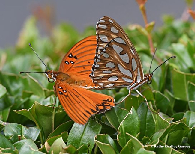 This entry accepted into the 2021 International Insect Salon features Gulf Fritillaries, Agraulis vanillae, and is titled 