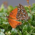 This entry accepted into the 2021 International Insect Salon features Gulf Fritillaries, Agraulis vanillae, and is titled 