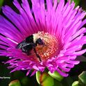A queen bumble bee,  Bombus vosenenskii, sipping nectar from an ice plant at Bodega Bay on Oct. 19, 2022. (Photo by Kathy Keatley Garvey)