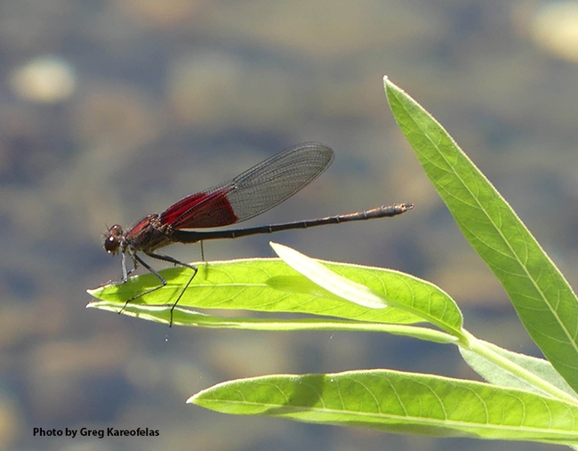 This is an American rubyspot, Hetaerina americana, photographed at a small stream in the inner Coast Range. (Photo by Greg Kareofelas)