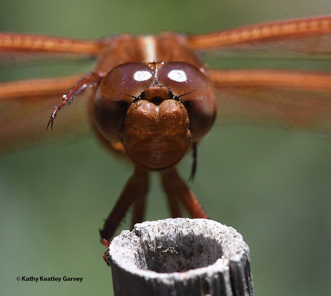 Close-up of a red flameskimmer, Libellula saturata, photographed in a Vacaville yard. (Photo by Kathy Keatley Garvey)