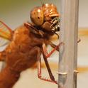 A flameskimmer, Libellula saturata, with prey. This image was taken in a Vacaville garden. (Photo by Kathy Keatley Garvey)
