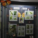 Larry Snyder's monarch photography display in the hallway opposite the entrance to the Bohart Museum of Entomology, Academic Surge Building.