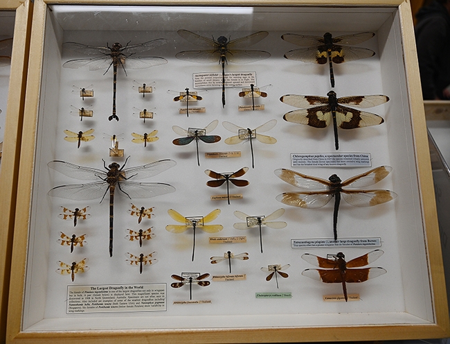This Bohart Museum display includes the world's largest dragonfly, Petalura ingentissima, discovered in 1908 in North Queensland, Australia. (Photo by Kathy Keatley Garvey)
