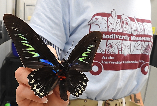 Close-up of a birdwing butterfly, held by Brittany Kohler. (Photo by Kathy Keatley Garvey)
