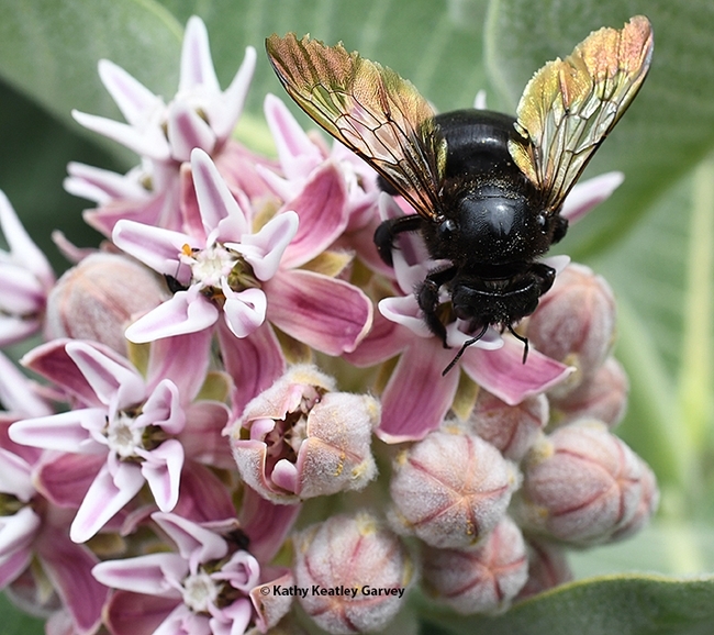 A female carpenter bee, Xylocopa sonorina, also known as the Valley carpenter bee, forages on showy milkweed, Asclepias speciosa. This is one of the bees that the Rachel Vannette lab studied. (Photo by Kathy Keatley Garvey)