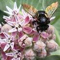 A female carpenter bee, Xylocopa sonorina, also known as the Valley carpenter bee, forages on showy milkweed, Asclepias speciosa. This is one of the bees that the Rachel Vannette lab studied. (Photo by Kathy Keatley Garvey)