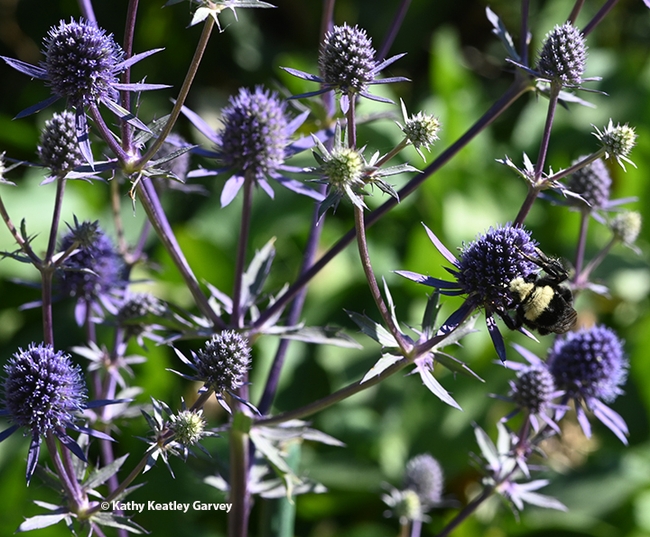 Can you spot the bumble bee in this bed of Eryngium amethystinum in the Sunset Gardens, Sonoma Cornerstone? (Photo by Kathy Keatley Garvey)