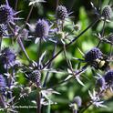 Can you spot the bumble bee in this bed of Eryngium amethystinum in the Sunset Gardens, Sonoma Cornerstone? (Photo by Kathy Keatley Garvey)