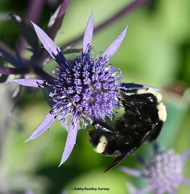 This image shows the characteristic yellow face and yellow stripe on the abdomen of a yellow-faced bumble bee, Bombus vosnesenskii. She is nectaring Eryngium amethystinum, in the Sunset Gardens at Sonoma Cornerstone. (Photo by Kathy Keatley Garvey)