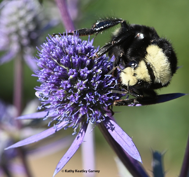 Close-up of the yellow face of the yellow-faced bumble bee, Bombus vosnesenskii. (Photo by Kathy Keatley Garvey)