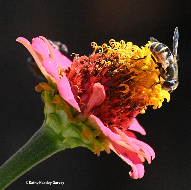 A syrphid fly touches down on a zinnia, unaware of a stalking jumping spider. (Photo by Kathy Keatley Garvey)