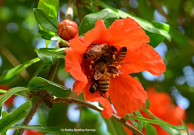 Five honey bees offering their pollination services on a pomegranate blossom. (Photo by Kathy Keatley Garvey)