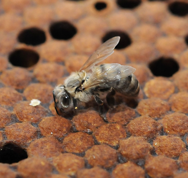 Newly emerged honey bee, just a minute old. (Photo by Kathy Keatley Garvey)