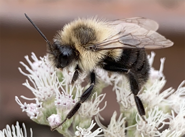 This is Bombus impatiens, a bumble bee species that UC Davis doctoral student Danielle Rutkowski covered in her ESA presentation that won a President's Prize, her second consecutive. (Photo courtesy of Wikipedia)