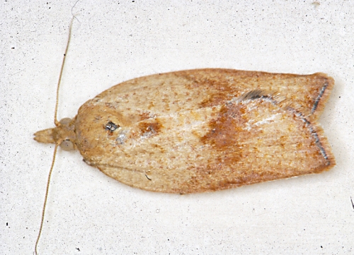 FEMALE LIGHT BROWN APPLE MOTH--The female has lighter coloring than the male. In Australia, it lays up to 1500 eggs in a clutch, usually three times a year.(Photo courtesy of David Williams, principal scientist, Perennial Horticulture,  Department of Primary Industries, Victoria, Australia.)