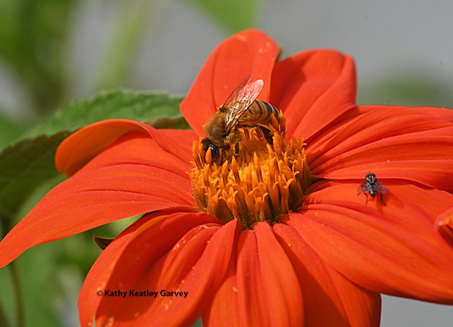 A honey bee and a fly share a Mexican sunflower, Tithonia rotundifola. (Photo by Kathy Keatley Garvey)