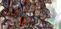 Overwintering monarchs in Cambria, San Luis Obispo. This  site does not appear on the official list of California's overwintering sites, says WSU entomologist David James. It was home in November to 15,000 butterflies. (Photo by David James, Washington State University entomologist) for Bug Squad Blog