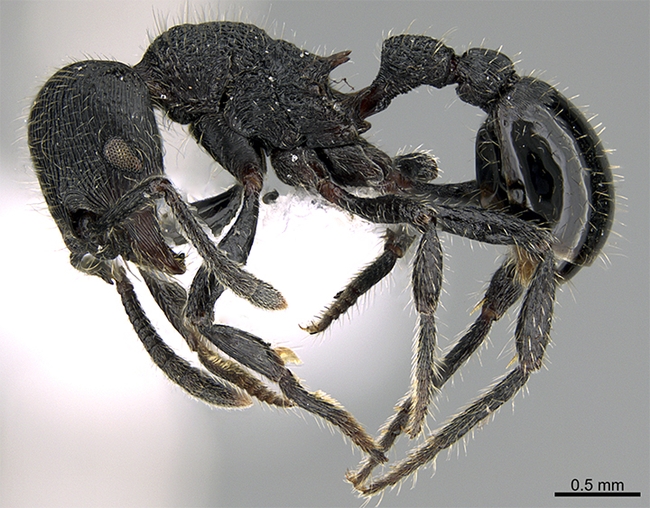 This image of an ant, Hylomyrma primavesi, is courtesy of AntWiki.