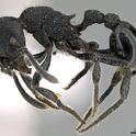 This image of an ant, Hylomyrma primavesi, is courtesy of AntWiki.