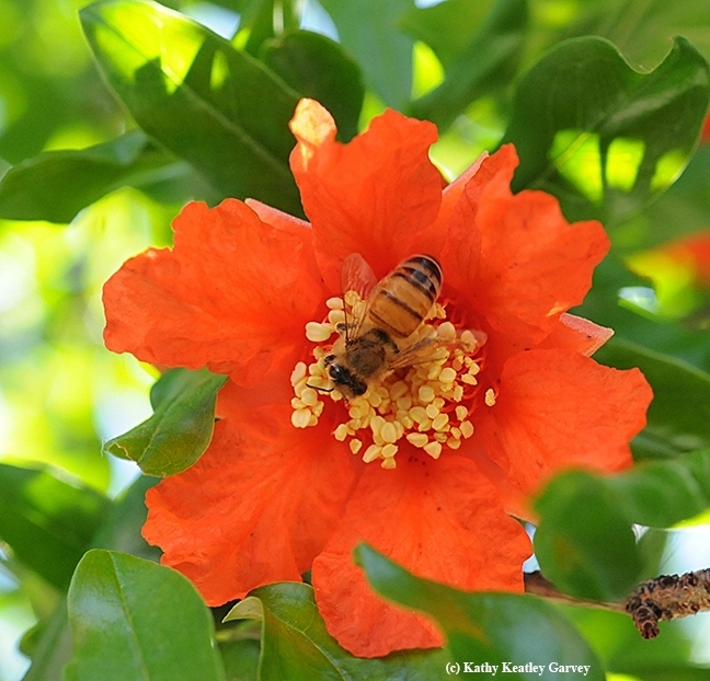 A honey bee gathers nectar and pollen from a  pomegranate blossom. (Photo by Kathy Keatley Garvey)