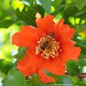 A honey bee gathers nectar and pollen from a  pomegranate blossom. (Photo by Kathy Keatley Garvey)