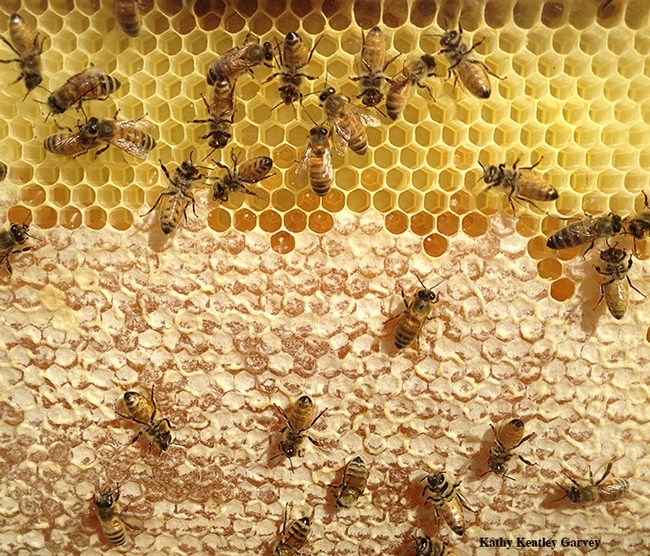 Honeycomb from a productive bee colony as soon through the glass of an observation hive. (Photo by Kathy Keatley Garvey)