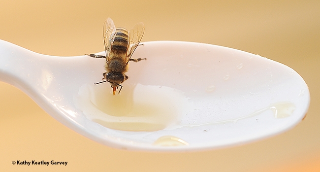 A honey bee sips honey from a plastic spoon. (Photo by Kathy Keatley Garvey)