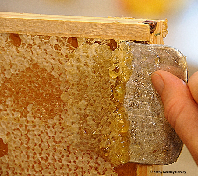 Part of the process of extracting honey from a frame. (Photo by Kathy Keatley Garvey)