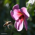 A honey bee heads for an African mallow, Anisodontea capensis. (Photo by Kathy Keatley Garvey)