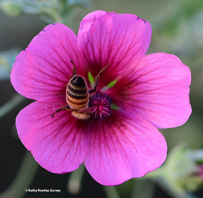 What's a mallow without a honey bee? (Photo by Kathy Keatley Garvey)