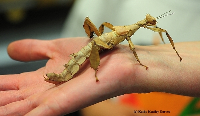 Stick insects, aka walking sticks, are a popular feature in the Bohart Museum's live 