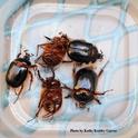 Rain beetles collected in the Shenandoah Valley of Plymouth, Amador County. (Photo by Kathy Keatley Garvey)