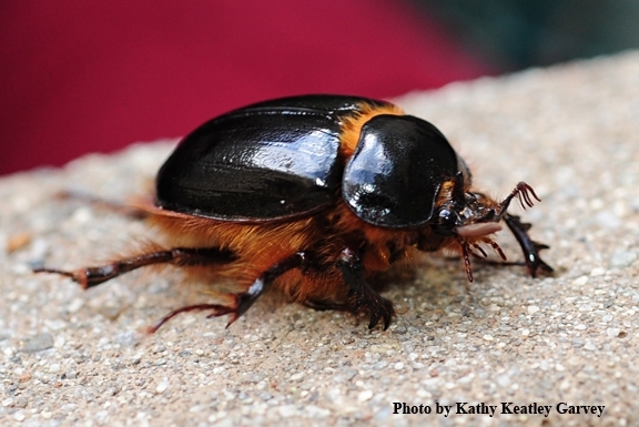 The rain beetle: females are flightless, while males can fly only a couple of hours before they die. (Photo by Kathy Keatley Garvey)