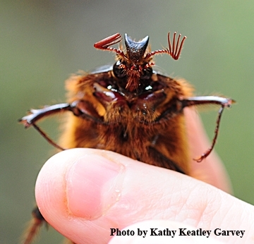 Close-up of a rain beetle. (Photo by Kathy Keatley Garvey)