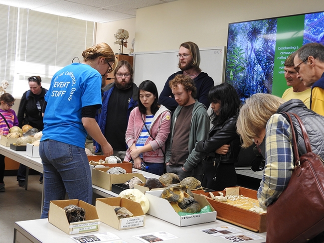 Visitors gather at the UC Davis Anthropology Museum to learn about the displays. (Photo by Kathy Keatley Garvey)