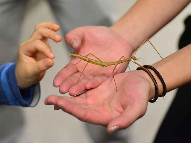 A youngster gets acquainted with a stick insect, aka walking stick, at the Bohart Museum of Entomology. (Photo by Kathy Keatley Garvey)