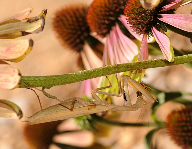 Camouflaged praying mantis having lunch. (Photo by Kathy Keatley Garvey)