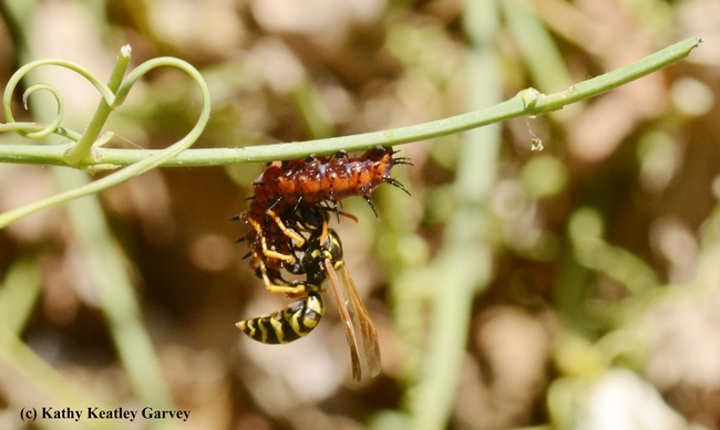 A European paper wasp, Polistes dominulo, preying on a  caterpillar of the Gulf Fritillary, Agraulis vanillae, in Vacaville, Calif. (Photo by Kathy Keatley Garvey)