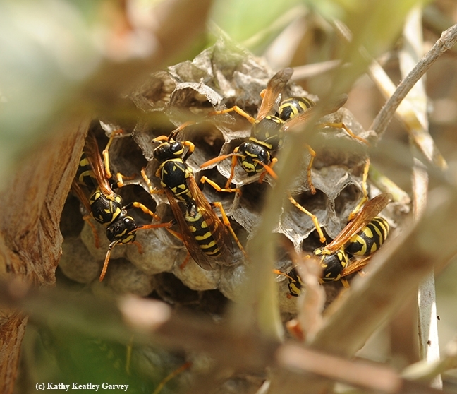 The nest of an European paper wasp, Polistes dominulo, tucked inside a shrub in a garden in Davis, Calif. (Photo by Kathy Keatley Garvey)