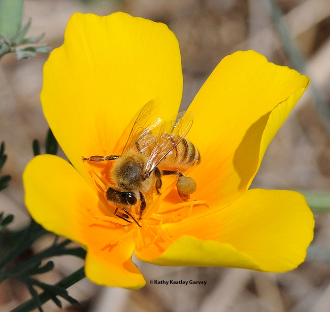 A honey bee foraging on a California golden poppy, the state flower. The Seed Pile Project includes golden poppy seeds. (Photo by Kathy Keatley Garvey)