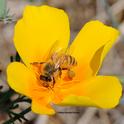 A honey bee foraging on a California golden poppy, the state flower. The Seed Pile Project includes golden poppy seeds. (Photo by Kathy Keatley Garvey)
