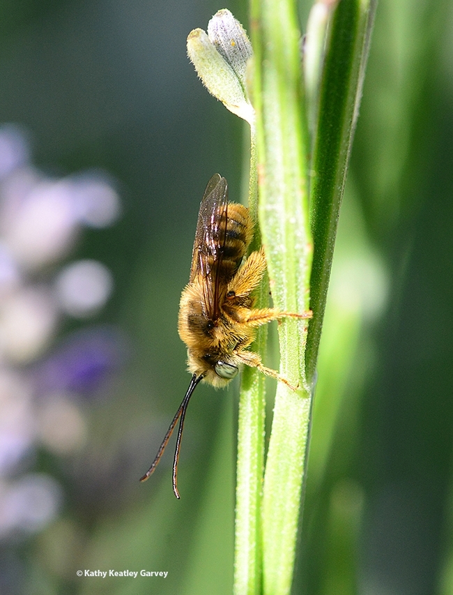 A male longhorned bee, Melissodes agilis. (Photo by Kathy Keatley Garvey)