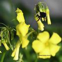 A yellow-faced bumble bee, Bombus vosenenskii, foraging on oxalis near the Benicia State Capitol grounds on Jan. 13, 2021. (Photo by Kathy Keatley Garvey)
