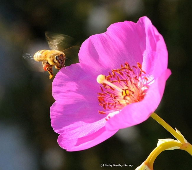 A honey bee seeking a pink rockpurlane. (Photo by Kathy Keatley Garvey)